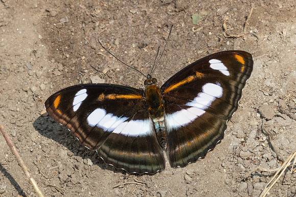 Athyma cama-4758 - Huai Sai Lueang Waterfall (1040m) - 25/03/25