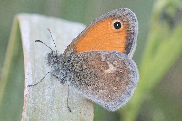 Coenonympha pamphilus-7545 - Venaco - 12/06/23