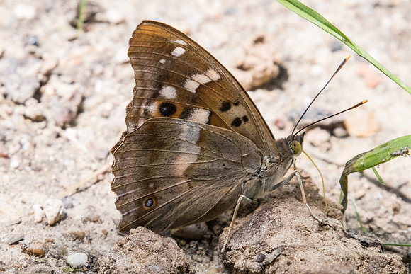 Apatura ilia -3728 - Croissy-Beaubourg - 18/06/22