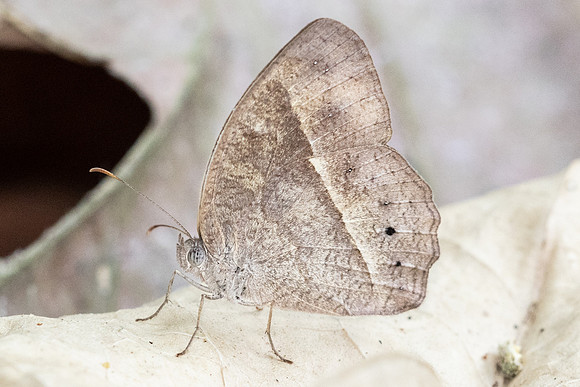 Mycalesis perseus id? - 4113 Fang Hot Springs - 21/03/24