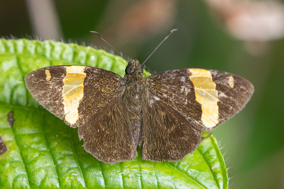 Aurivittia aurivittata-8686