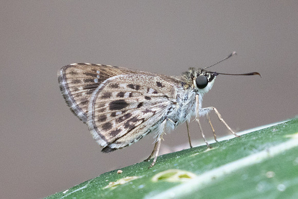 Halpemorpha albipectus-2417 - Chiang Dao - 20/03/25