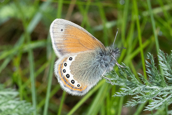 Coenonympha gardetta-1823 - Cervières - 26/06/25