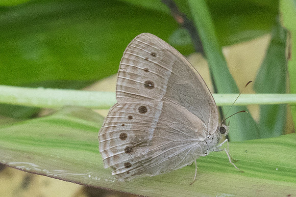 Mycalesis sp-9082