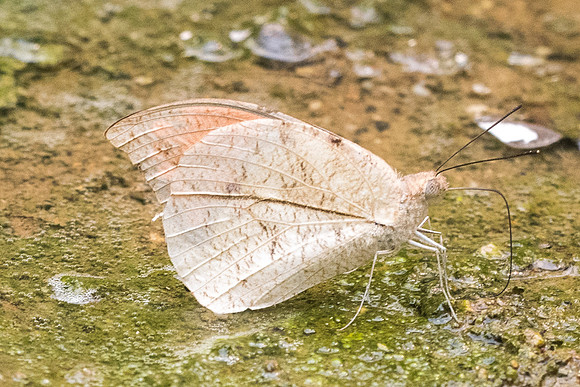Hebomoia glaucippe glaucippe-5271- Chiang Dao  - 12/03/23