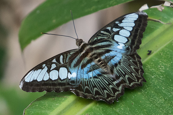 Parthenos sylvia-2940 - Koh Samui - 19/03/23