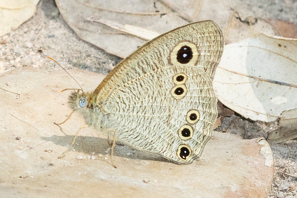 Ypthima dohertyi-4942