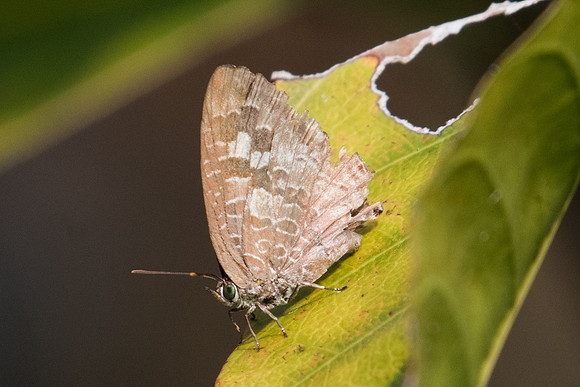 Arhopala paraganesa-2449