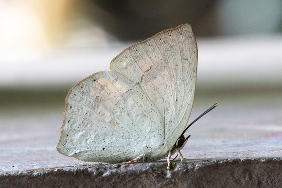 Curetis dentata-4916 - Doi Inthanon - 23/03/24