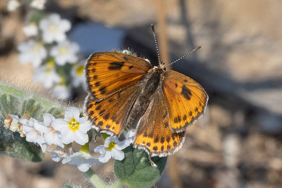 Lycaena thersamon-1620 - Pergé Antalya - 20/09/24