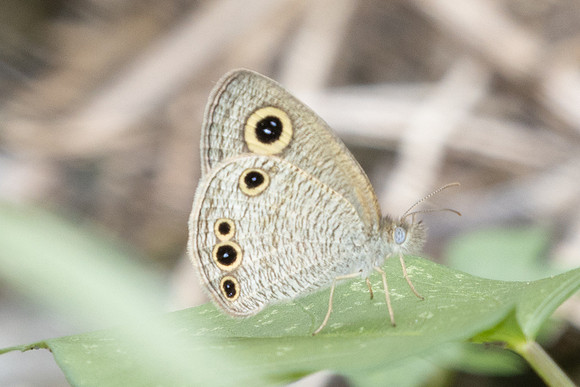 Ypthima huebneri-0892