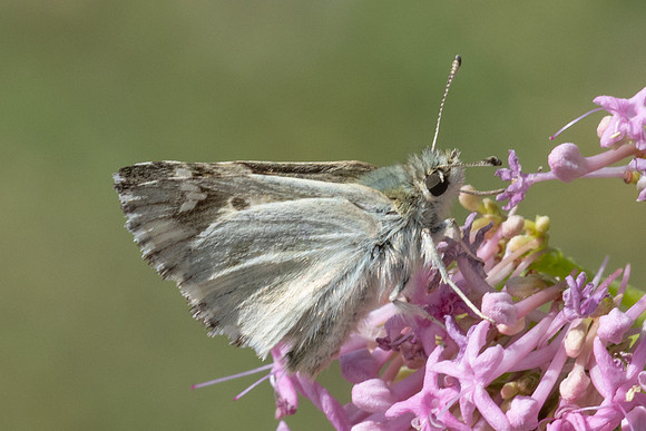 Carcharodus lavatherae-0518