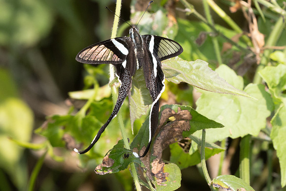 Lamproptera meges - 2652 - Chiang Dao - 20/03/25
