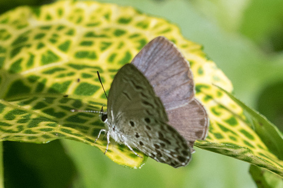 Chilades lajus-8005 - Koh Samui - 16/03/23