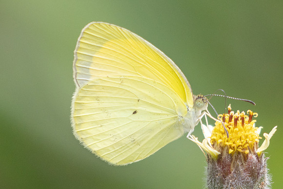 Eurema nise id--0445 - Barichara - 7/06/24