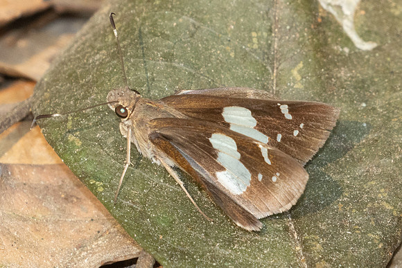 Notocrypta feisthamelii-3125 - Mae Kampong Waterfall - 22/03/25