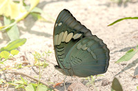 Euthalia patala-3728 - Doi Inthanon - 23/03/25