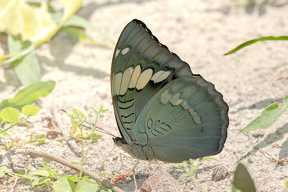 Euthalia patala-3728 - Doi Inthanon - 23/03/25