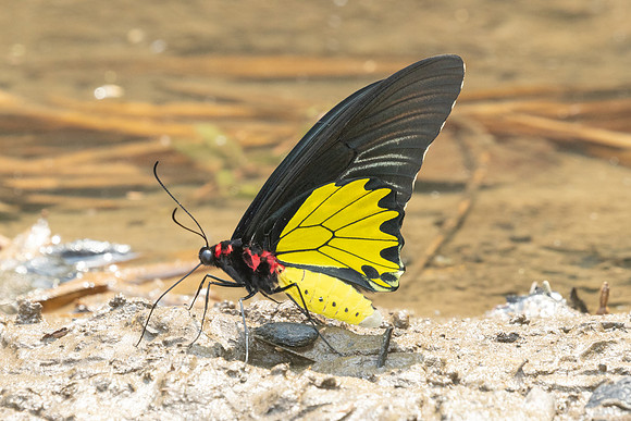 Troides helena-2684