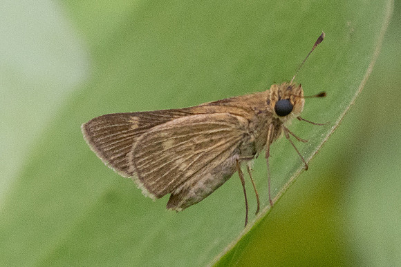 Vehilius sp id--8966