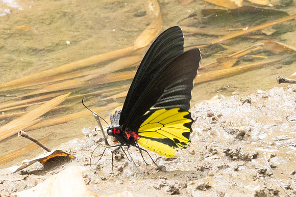 Troides helena-2574