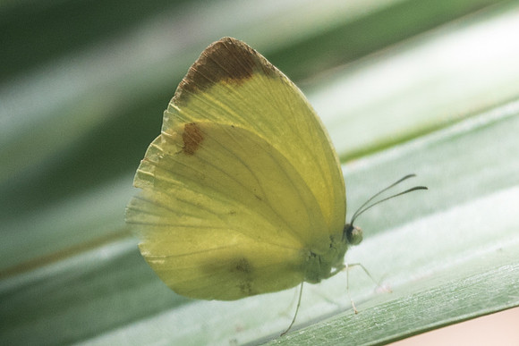 Eurema dina-3485