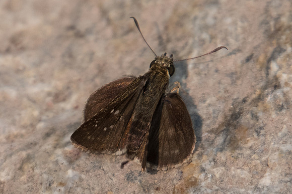 Caltoris sp-2645 Doi-Suthep - 8/03/23