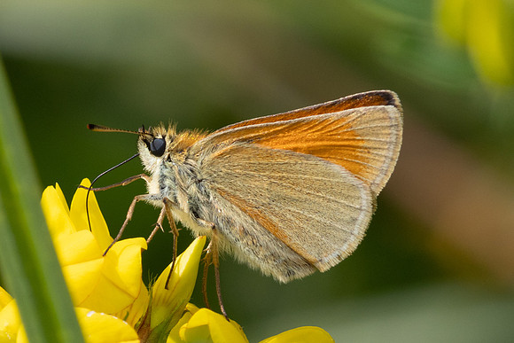 Thymelicus sylvestris-7758 - Passonfontaine - 13/07/24