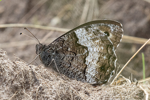 Hipparchia fagi-8867 - Fontainebleau - 4/08/24