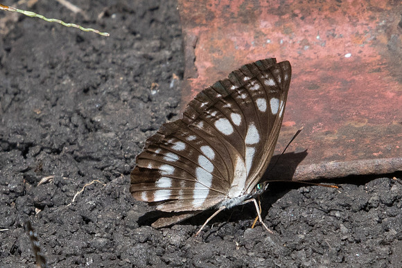 Neptis sp-0557- Chiang Dao - 16/11/23
