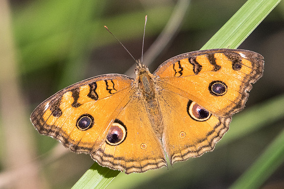 Junonia almana-2818- Koh samui -  19/03/23