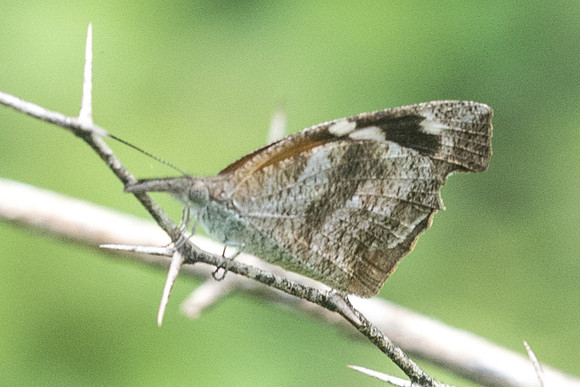 Libytheana carinenta mexicana-2350