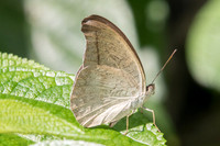 Cynitia cocytus ambrysus-7950 - Chiang Dao - 14/11/23