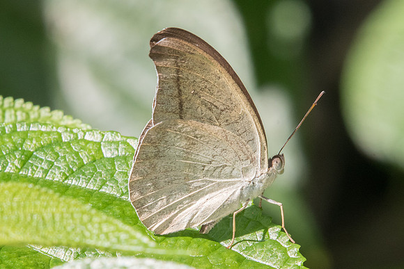 Cynitia cocytus ambrysus-7950 - Chiang Dao - 14/11/23