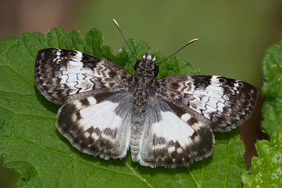 Chiomara asychis-3223