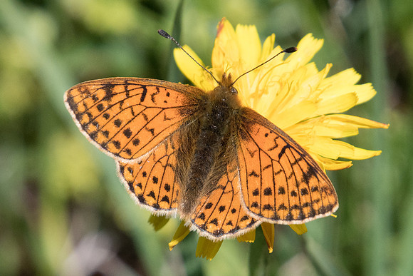 Boloria pales-5292 - Nevache - 21/07/22