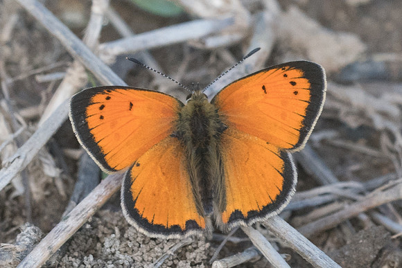 Lycaena ottomana-0624