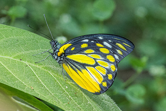Prioneris thestylis-3749 - Doi Inthanon - 23/03/25
