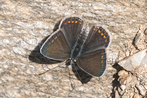 Polyommatus icarus-6115