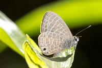 Nacaduba kurava-5765