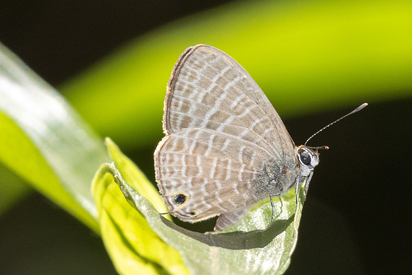 Nacaduba kurava-5765