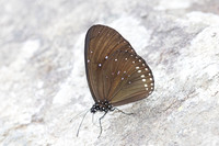 Euploea sylvester-6417