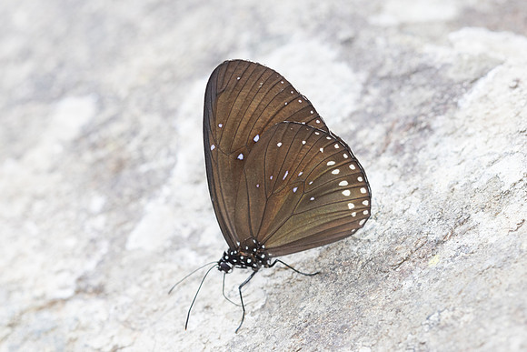 Euploea sylvester-6417