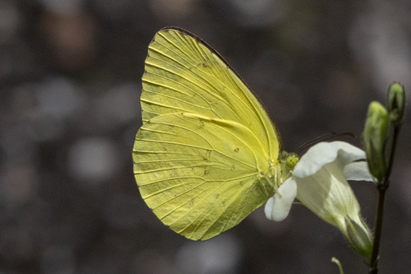 Eurema sp-8737