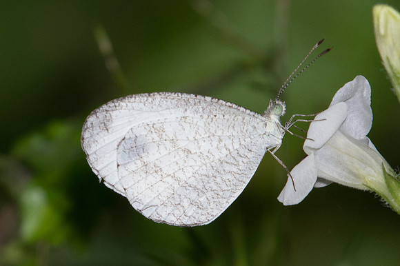 Leptosia nina-1650 - Chiang Dao - 15/11/23