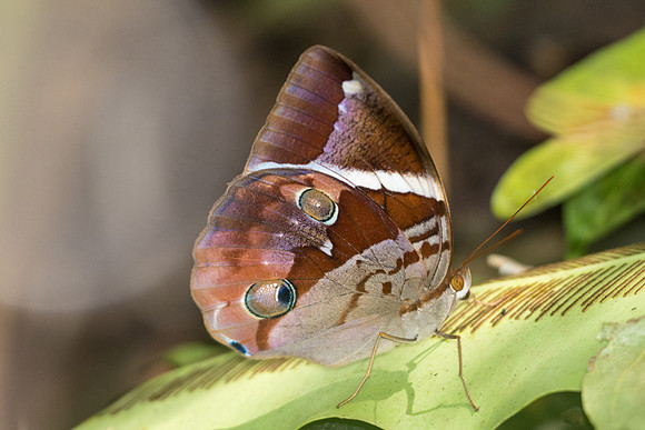 Thauria aliris pseudaliris-7193 - Khao Phanom Bencha National Park - 28/11/23