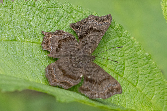 Amphiselenis chama-5151