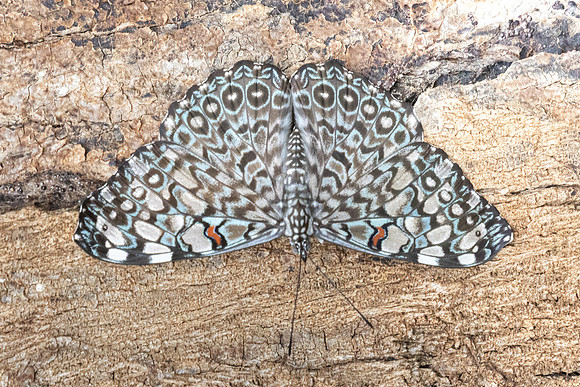 Hamadryas feronia-2102