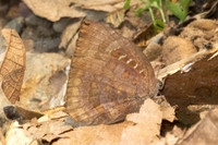 Arhopala centaurus-1033