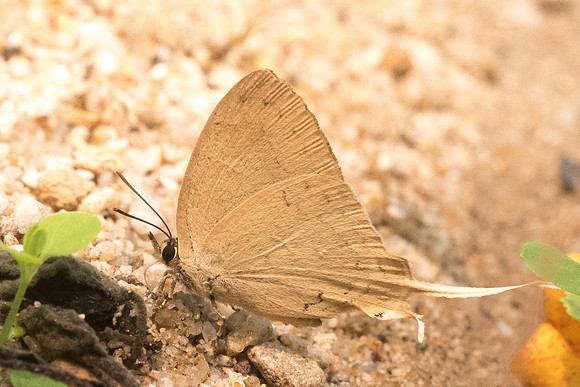 Ticherra acte acte-3781 - Chiang Dao - 12/03/23